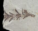 Metasequoia (Dawn Redwood) Fossil - Montana #62292-3